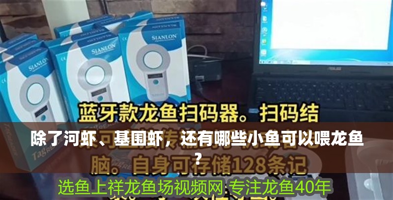 除了河蝦、基圍蝦，還有哪些小魚可以喂龍魚？