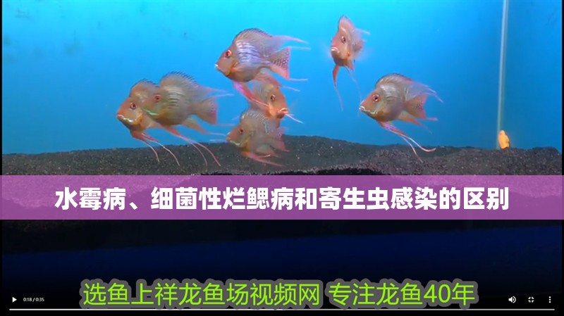 魚缸用增氧泵價格是多少:魚缸增氧機-xtrac增氧機-xtrac增氧機 水霉病、細菌性爛鰓病和寄生蟲感染的區別 龍魚百科 水霉病、細菌性爛鰓病和寄生蟲感染的區別 水霉病、細菌性爛鰓病和寄生蟲感染的區別 龍魚百科