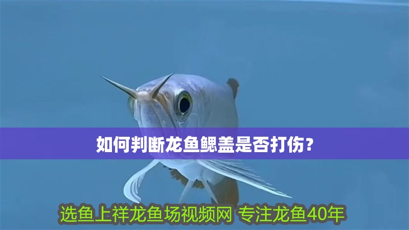如何判斷龍魚鰓蓋是否打傷？