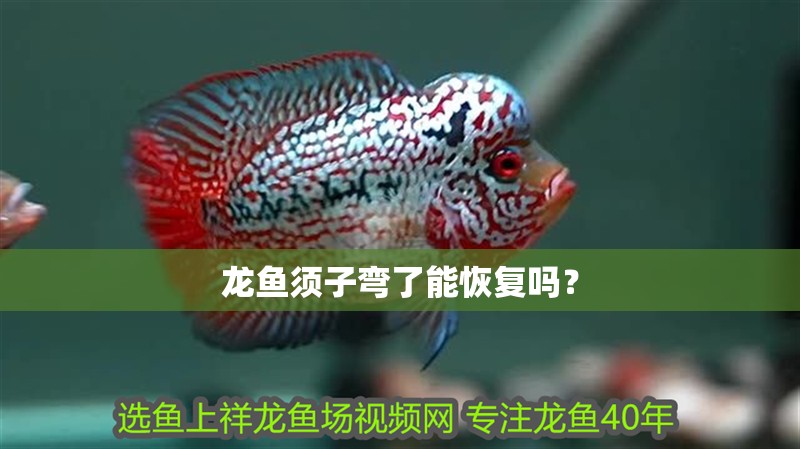 龍魚須子彎了能恢復嗎？