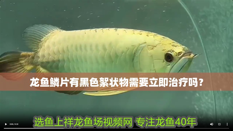 龍魚鱗片有黑色絮狀物需要立即治療嗎？
