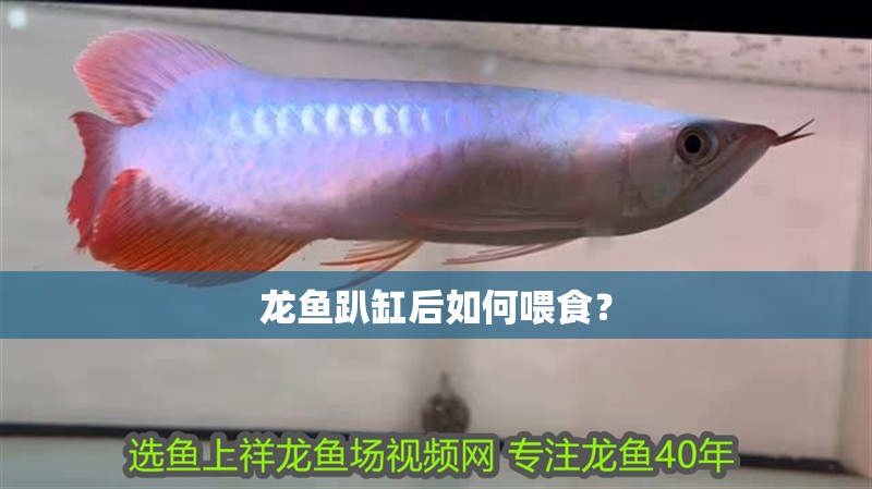 龍魚趴缸后如何喂食？ 龍魚趴缸后如何喂食？ 龍魚百科