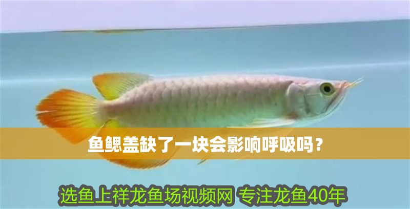 魚鰓蓋缺了一塊會(huì)影響呼吸嗎？ 魚鰓蓋缺了一塊會(huì)影響呼吸嗎？ 龍魚百科