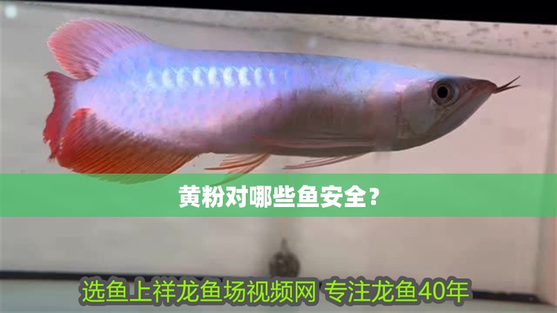 黃粉對哪些魚安全？ 黃粉對哪些魚安全？ 龍魚百科