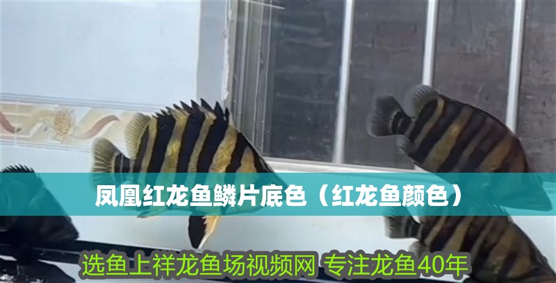 鳳凰紅龍魚鱗片底色（紅龍魚顏色）