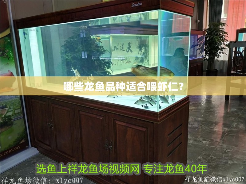 哪些龍魚品種適合喂蝦仁？