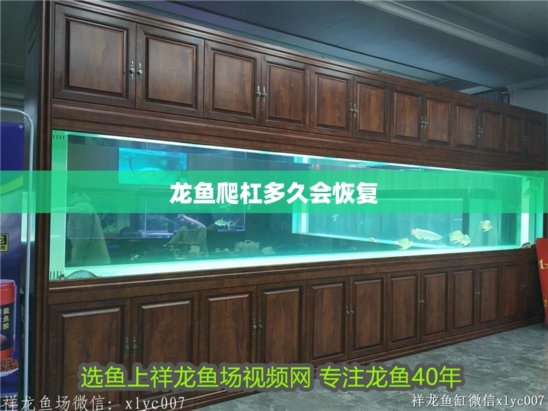 龍魚爬杠多久會恢復