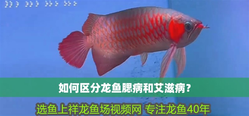 如何區分龍魚腮病和艾滋病？