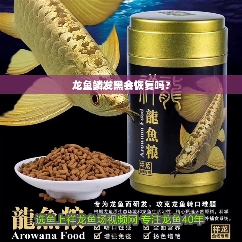 龍魚干蝦有營養嗎 龍魚鱗發黑會恢復嗎? 龍魚百科 龍魚鱗發黑會恢復嗎? 龍魚鱗發黑會恢復嗎? 龍魚百科