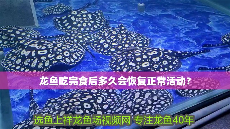 龍魚吃完食后多久會恢復正常活動？ 龍魚吃完食后多久會恢復正常活動？ 龍魚百科