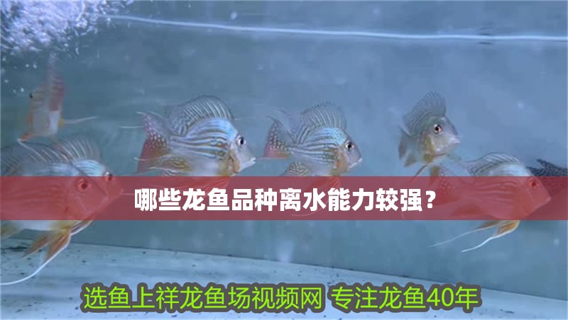 哪些龍魚品種離水能力較強？