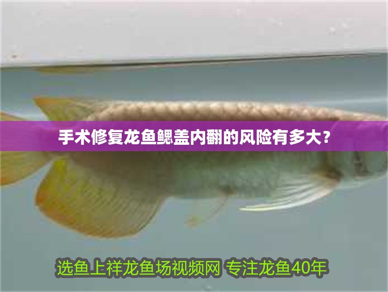 手術修復龍魚鰓蓋內翻的風險有多大？
