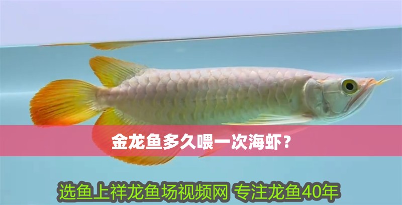 金龍魚多久喂一次海蝦？ 金龍魚多久喂一次海蝦？ 龍魚百科