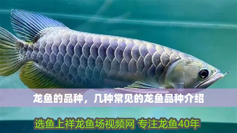 龍魚的品種，幾種常見的龍魚品種介紹