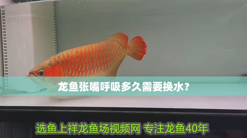 龍魚張嘴呼吸多久需要換水？