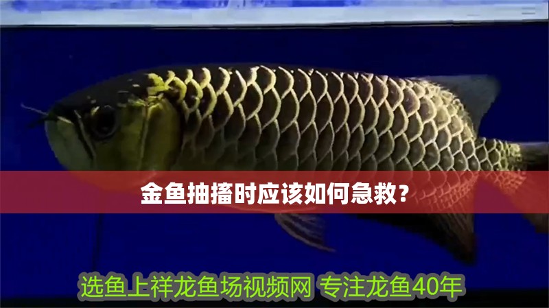 金魚抽搐時應該如何急救？