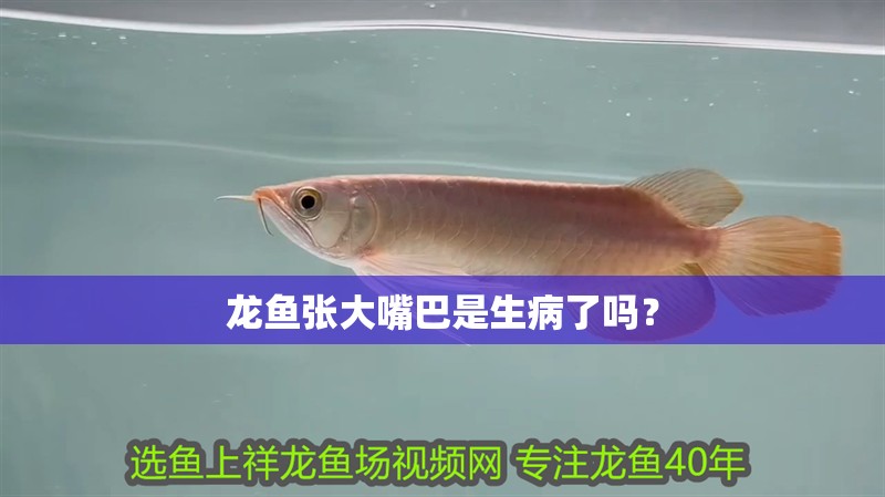 龍魚張大嘴巴是生病了嗎？