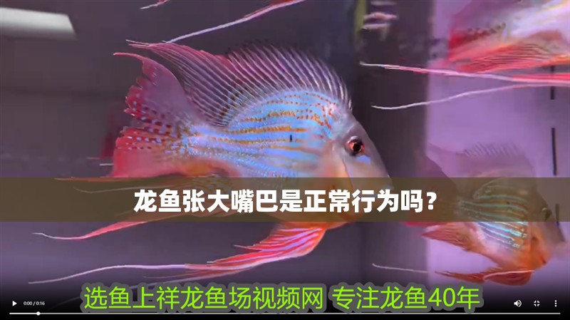 龍魚張大嘴巴是正常行為嗎？