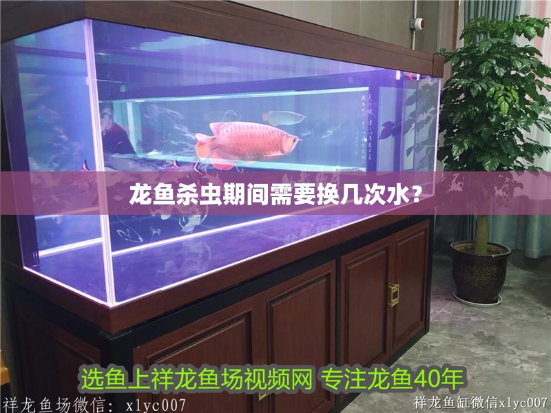 龍魚殺蟲期間需要換幾次水？ 龍魚殺蟲期間需要換幾次水？ 龍魚百科
