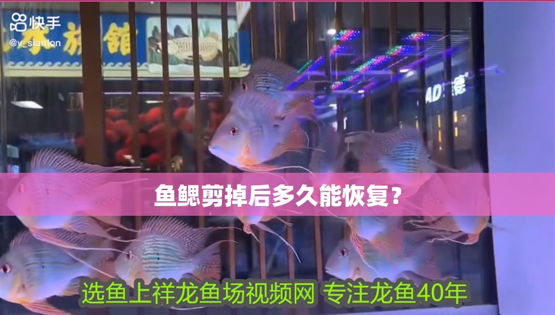 魚鰓剪掉后多久能恢復(fù)？