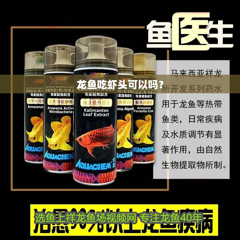 龍魚吃蝦頭可以嗎？