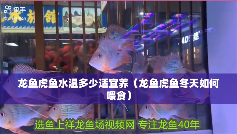 龍魚虎魚水溫多少適宜養(yǎng)（龍魚虎魚冬天如何喂食） 龍魚虎魚水溫多少適宜養(yǎng)（龍魚虎魚冬天如何喂食） 觀賞魚百科