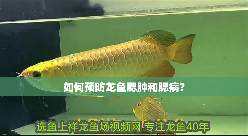 如何預防龍魚腮腫和腮病？