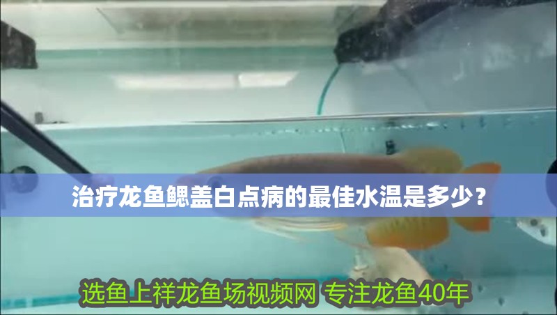 治療龍魚鰓蓋白點病的最佳水溫是多少？