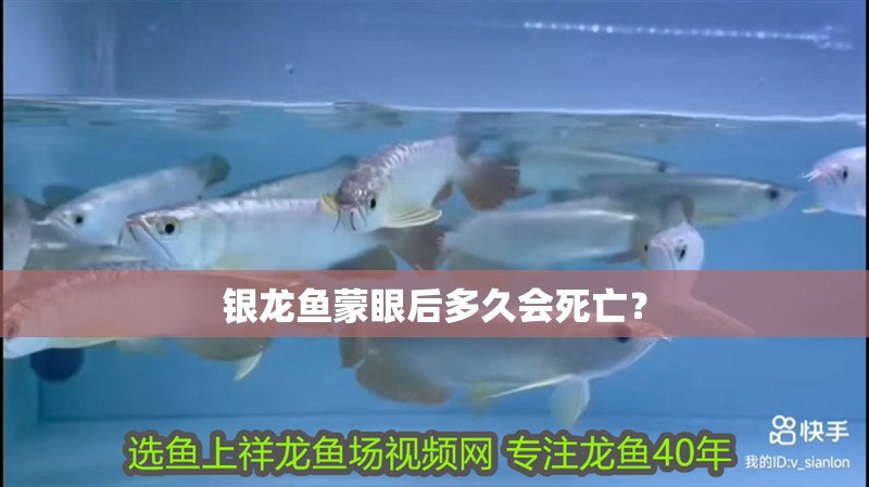 銀龍魚蒙眼后多久會(huì)死亡？