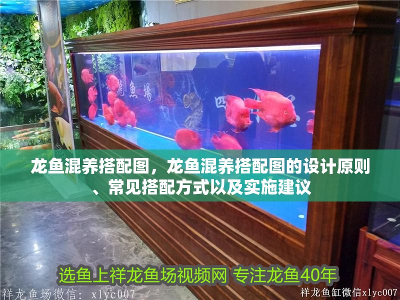 龍魚混養搭配圖，龍魚混養搭配圖的設計原則、常見搭配方式以及實施建議