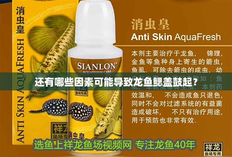 還有哪些因素可能導致龍魚鰓蓋鼓起？