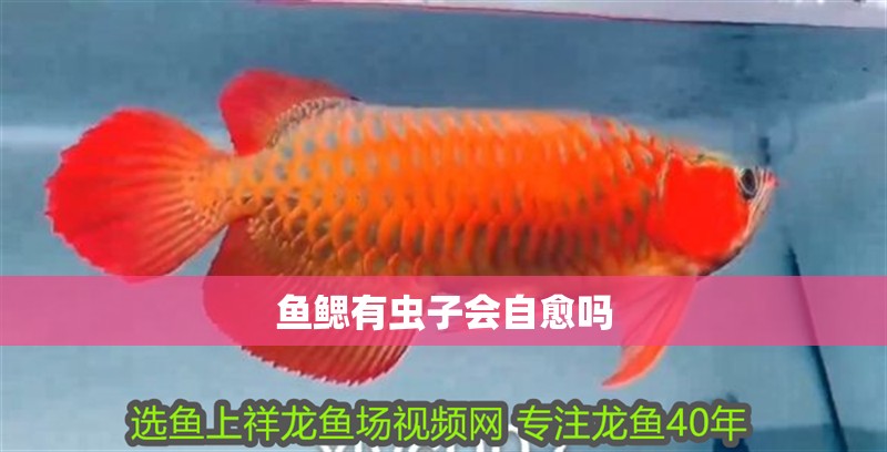 魚鰓有蟲子會自愈嗎 魚鰓有蟲子會自愈嗎 龍魚百科
