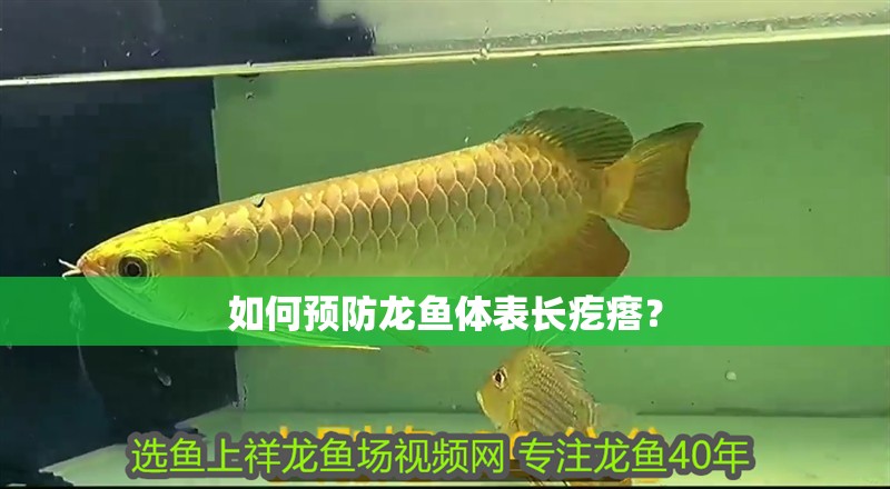 如何預防龍魚體表長疙瘩？