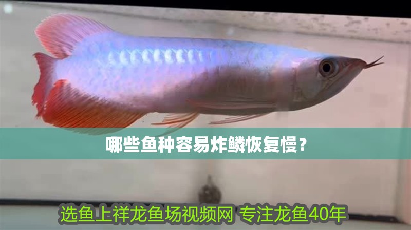 哪些魚種容易炸鱗恢復慢？