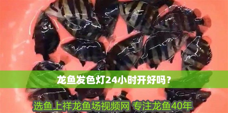 龍魚發色燈24小時開好嗎？