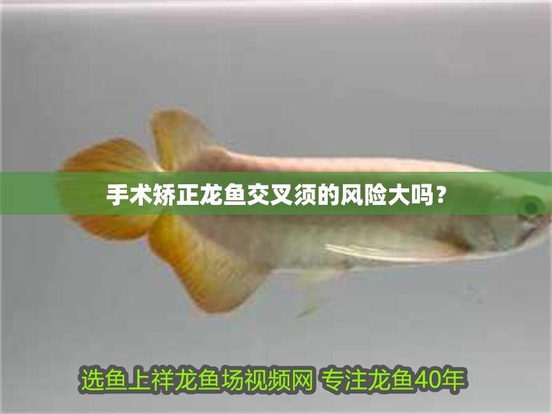 手術矯正龍魚交叉須的風險大嗎？