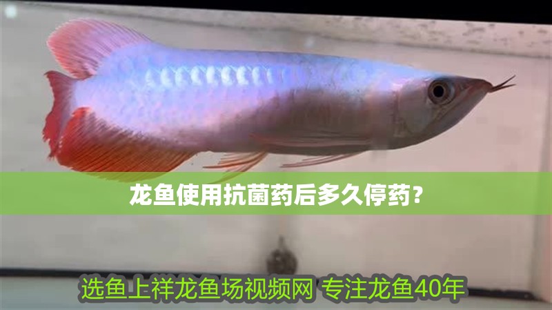 龍魚使用抗菌藥后多久停藥？ 龍魚使用抗菌藥后多久停藥？ 龍魚百科