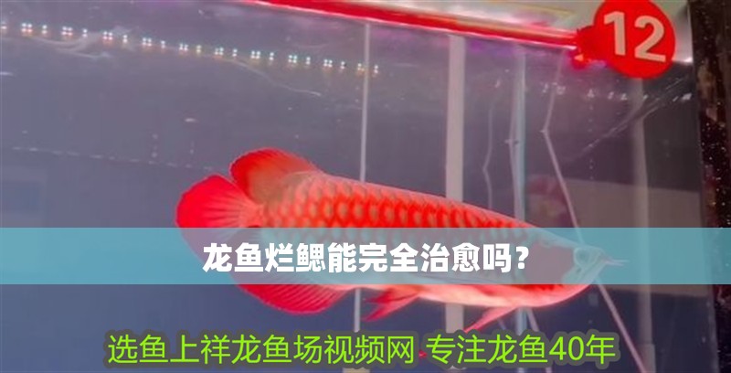 龍魚爛鰓能完全治愈嗎？