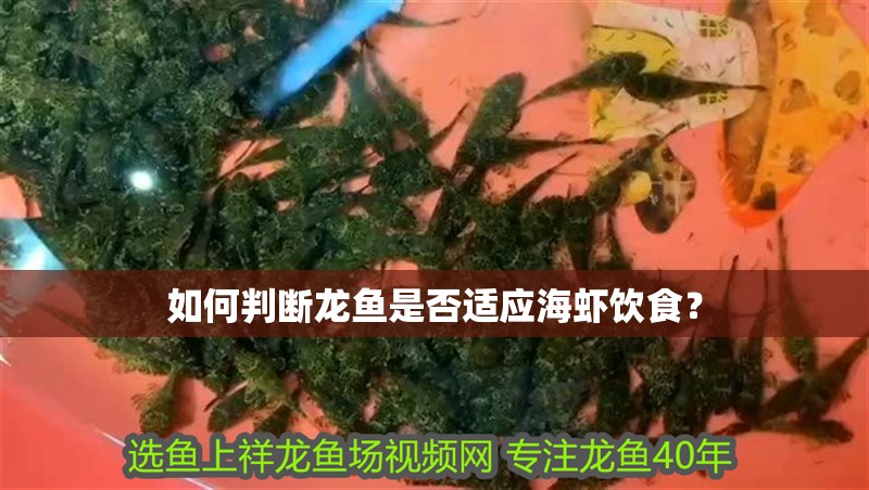 如何判斷龍魚是否適應海蝦飲食？