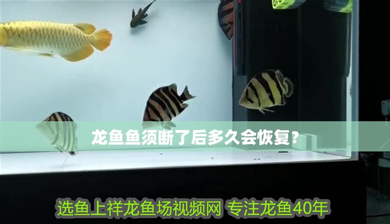 龍魚(yú)魚(yú)須斷了后多久會(huì)恢復(fù)？