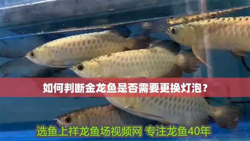如何判斷金龍魚是否需要更換燈泡？