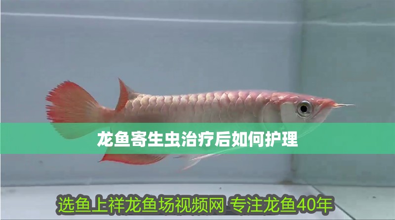 龍魚寄生蟲治療后如何護理