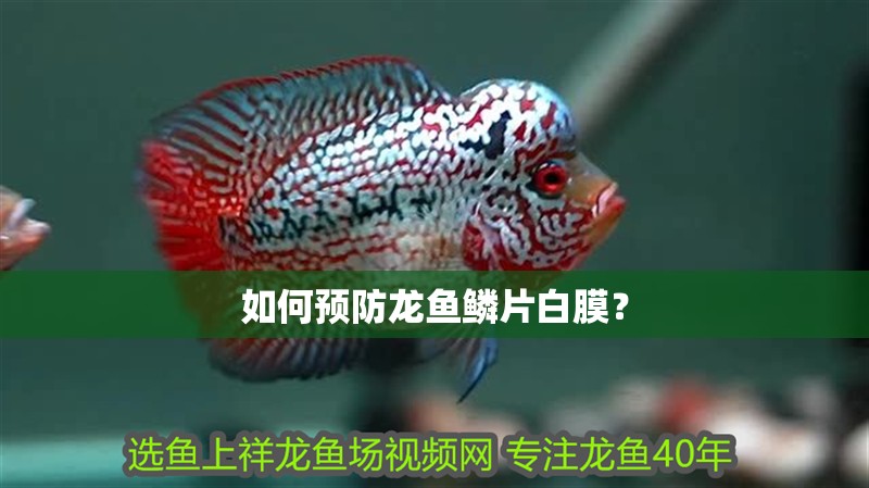 如何預防龍魚鱗片白膜？
