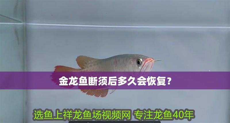 金龍魚斷須后多久會恢復？