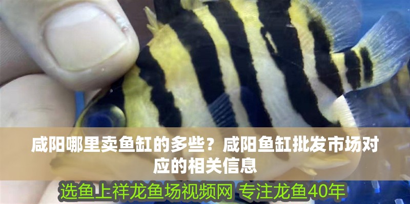 咸陽哪里賣魚缸的多些？咸陽魚缸批發市場對應的相關信息