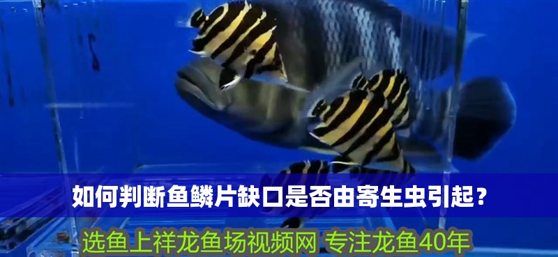 如何判斷魚鱗片缺口是否由寄生蟲引起？