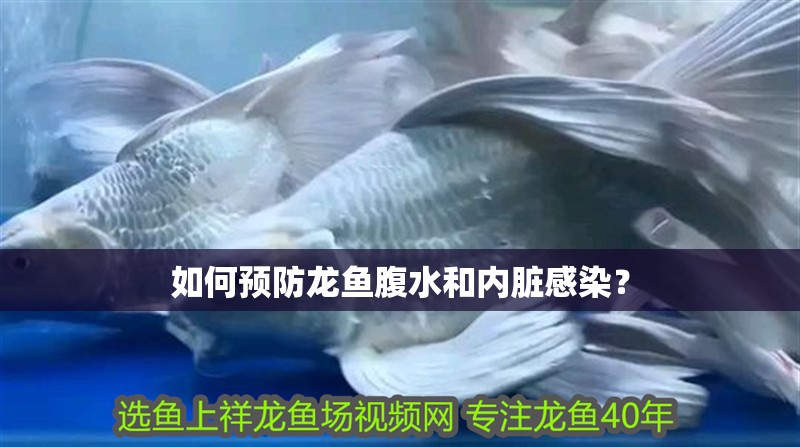 如何預(yù)防龍魚腹水和內(nèi)臟感染？ 如何預(yù)防龍魚腹水和內(nèi)臟感染？ 龍魚百科