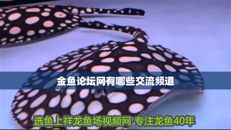 金魚論壇網有哪些交流頻道