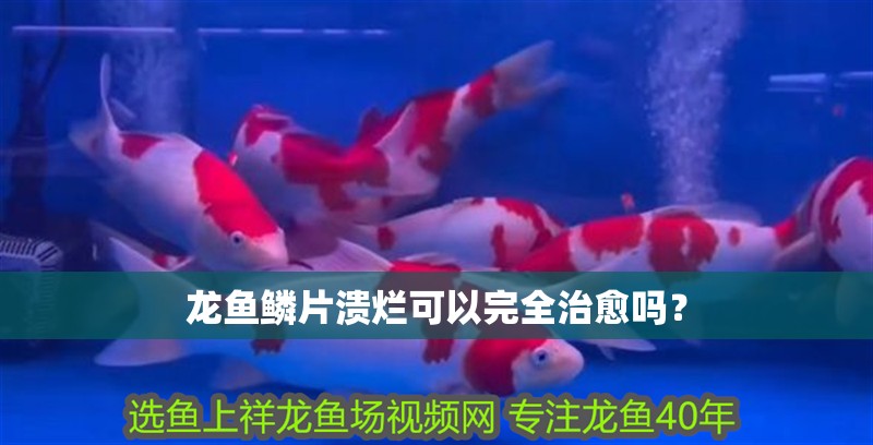 龍魚鱗片潰爛可以完全治愈嗎？