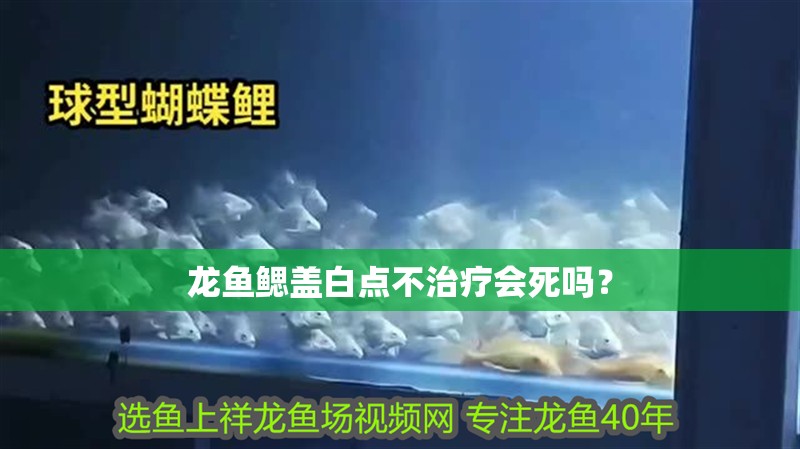 龍魚鰓蓋白點不治療會死嗎？